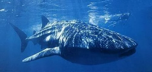 китовая акула