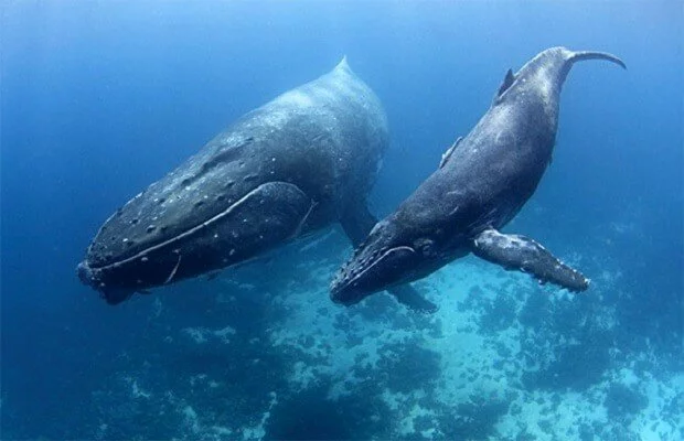 синий кит фото