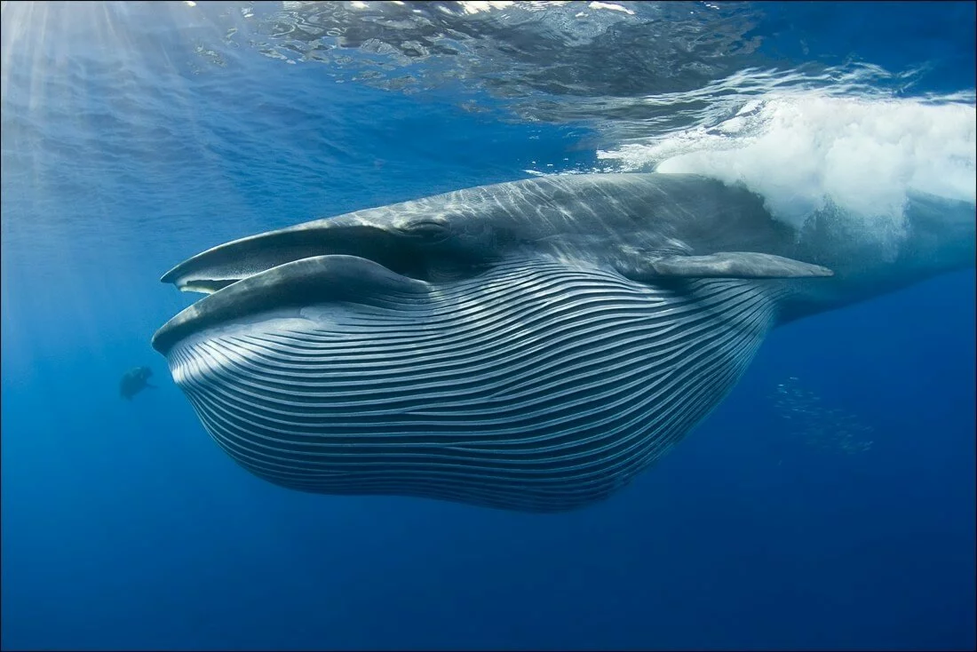 сколько весит синий кит